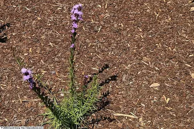 Liatris pilosa — port de la plante