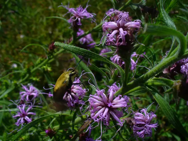 Liatris squarrosa — floraison