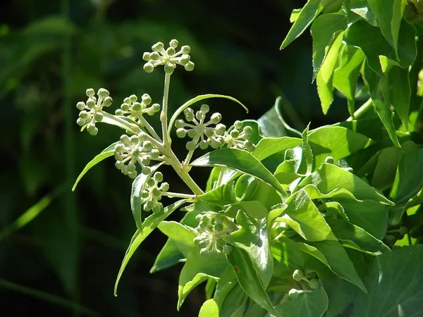 Lierre commun — Hedera helix