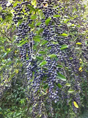 Ligustrum sinense — fruits