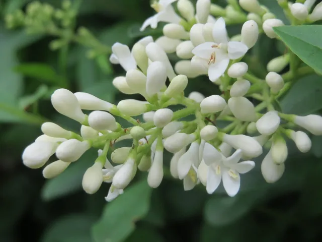 Ligustrum vulgare — floraison