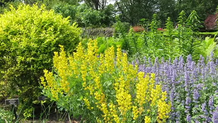 Ligustrum × vicaryi — photographie botanique