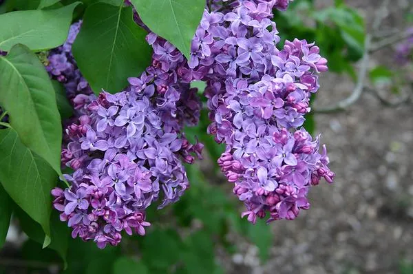 Lilas commun — Syringa vulgaris