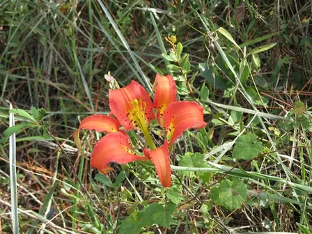 Lilium catesbaei — floraison