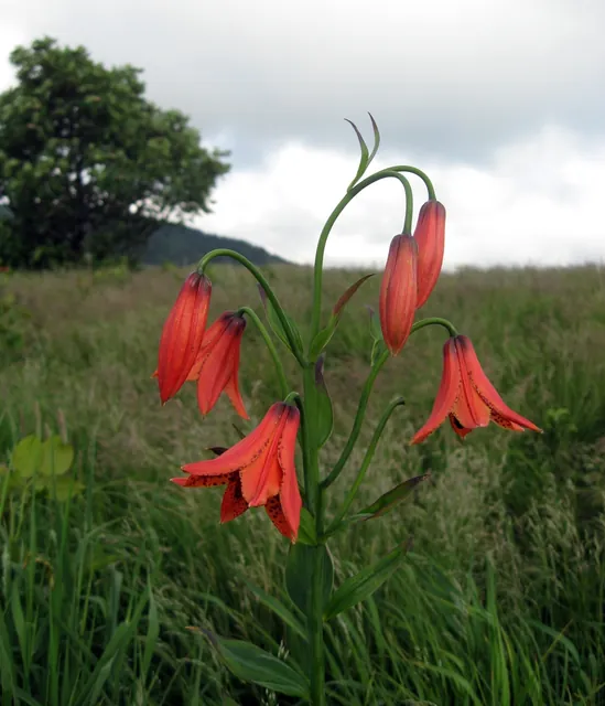 Lilium grayi — floraison