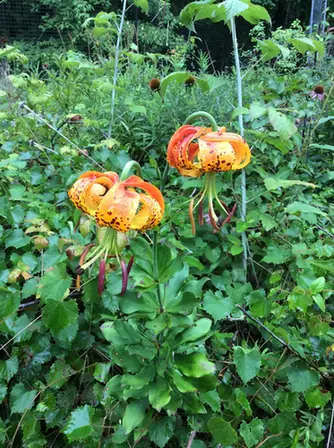 Lilium michauxii — port de la plante