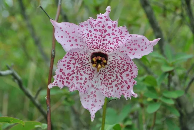 Lilium pardanthinum — floraison