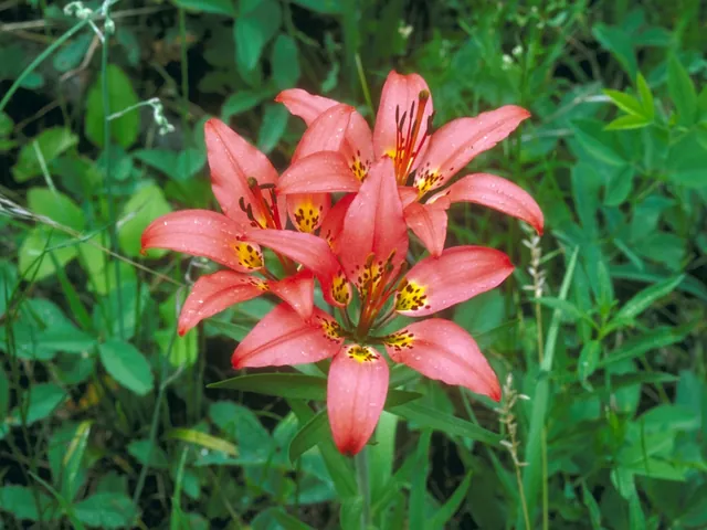 Lilium philadelphicum — floraison