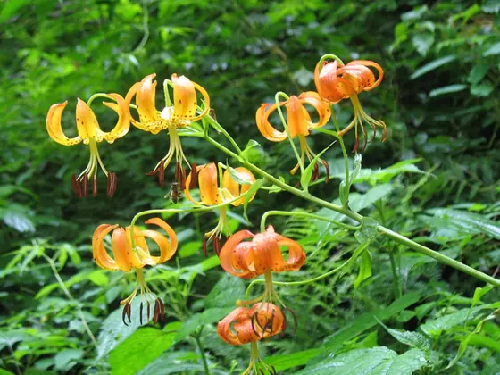 Lilium superbum — floraison