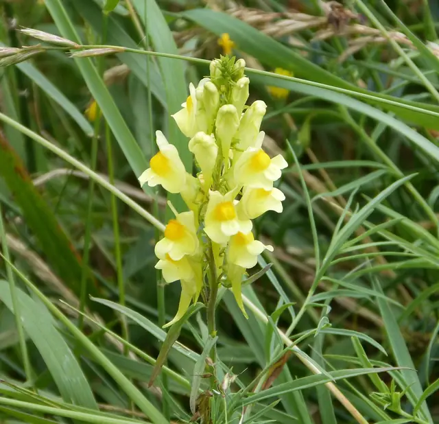 Linaria vulgaris — floraison