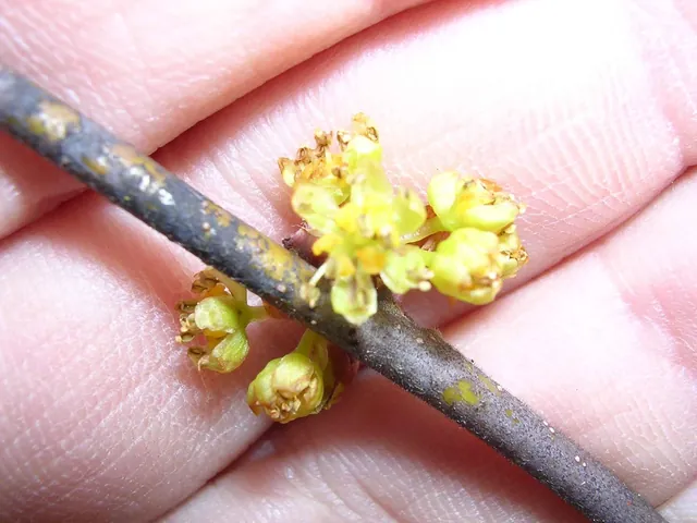 Lindera melissifolia — floraison
