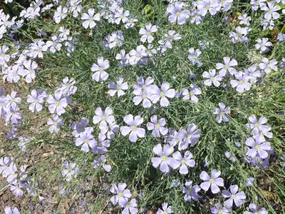 Linum lewisii — photographie botanique
