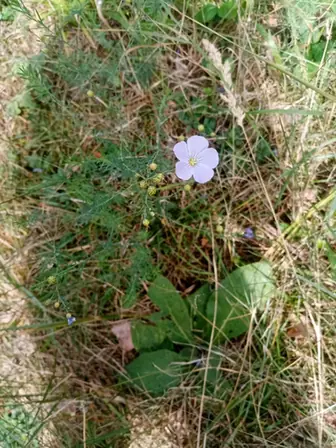 Linum perenne — port de la plante