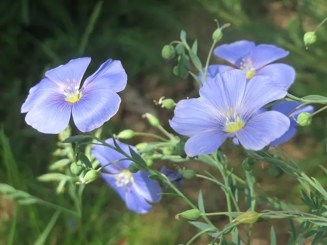 Linum usitatissimum — photographie botanique