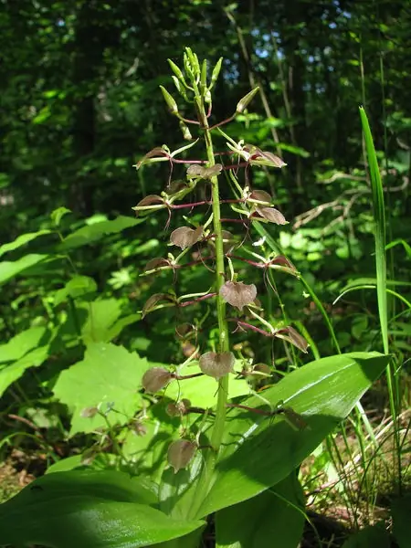 Liparis liliifolia — port de la plante