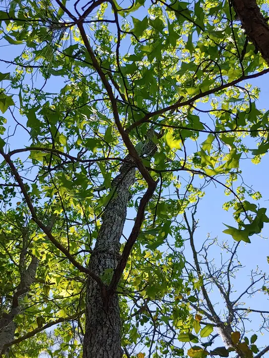 Liquidambar — Liquidambar styraciflua