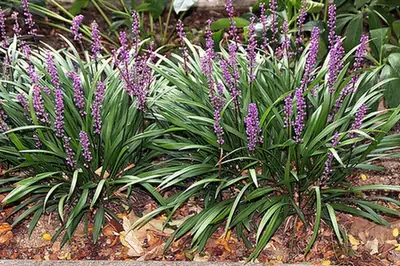 Liriope muscari — port de la plante