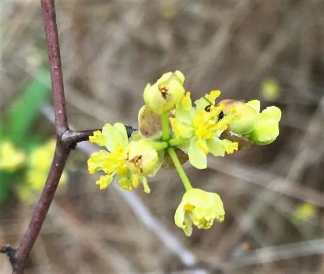 Litsea aestivalis — floraison