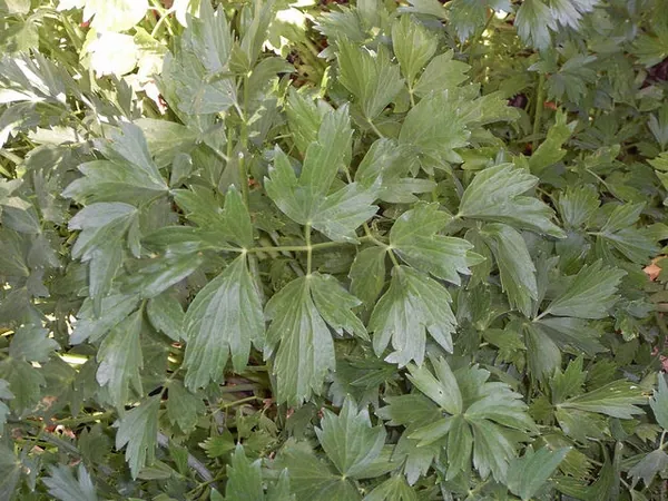 Livèche — Levisticum officinale