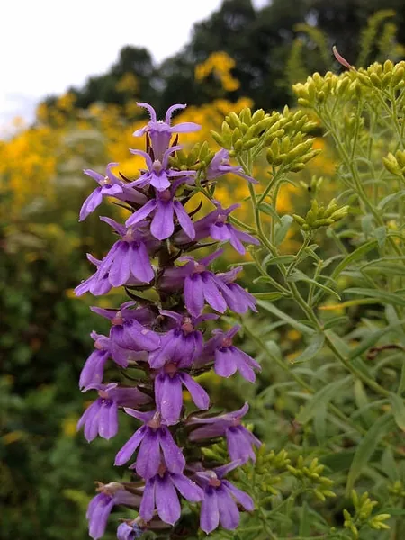 Lobelia puberula — floraison