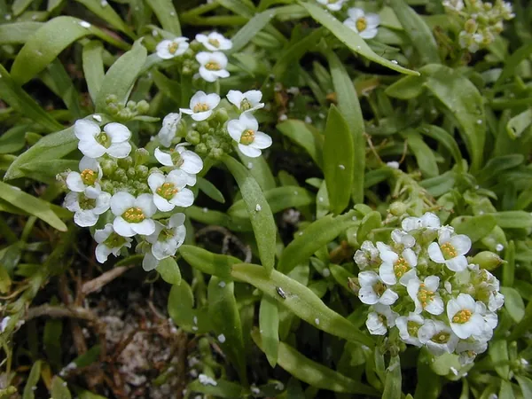 Lobularia maritima — feuillage