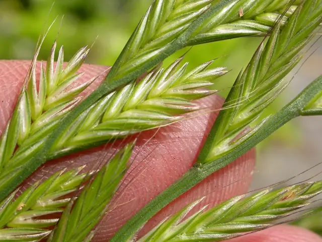Lolium multiflorum — floraison