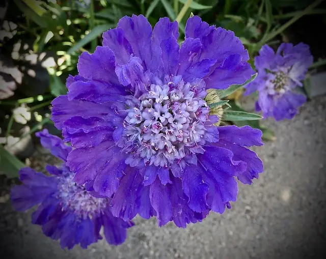 Lomelosia caucasica — floraison
