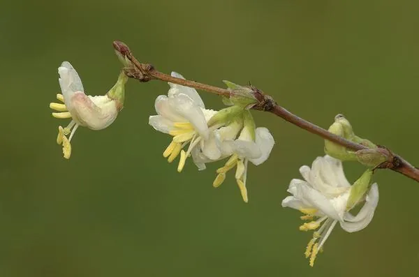 Lonicera fragrantissima — photographie botanique