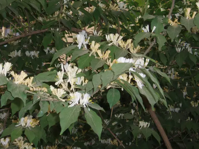 Lonicera maackii — floraison