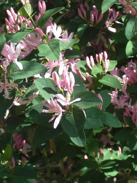 Lonicera tatarica — photographie botanique