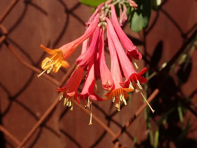 Lonicera × brownii — floraison