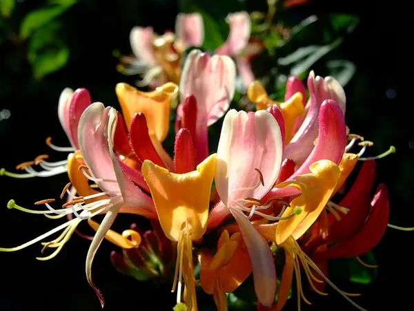 Lonicera × heckrottii — photographie botanique