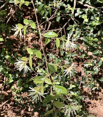 Loropetalum chinense — photographie botanique