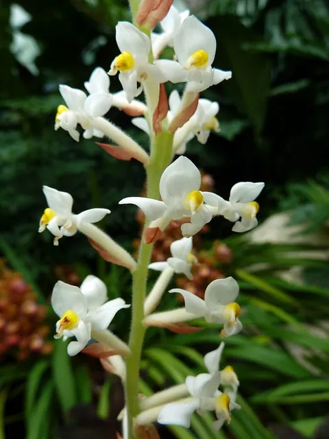 Ludisia discolor — floraison