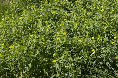 Ludwigia hexapetala — port de la plante