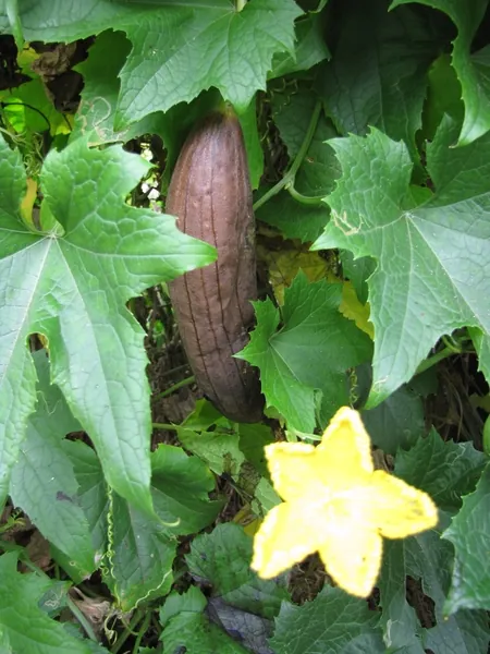 Luffa aegyptiaca — photographie botanique