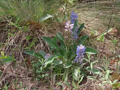 Lupinus diffusus — port de la plante
