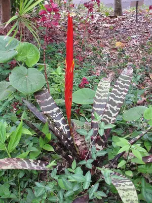 Lutheria splendens — port de la plante