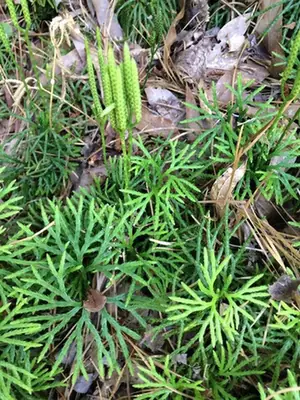 Lycopodium digitatum — port de la plante