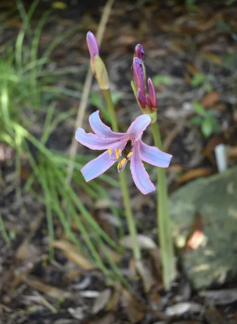 Lycoris squamigera — floraison