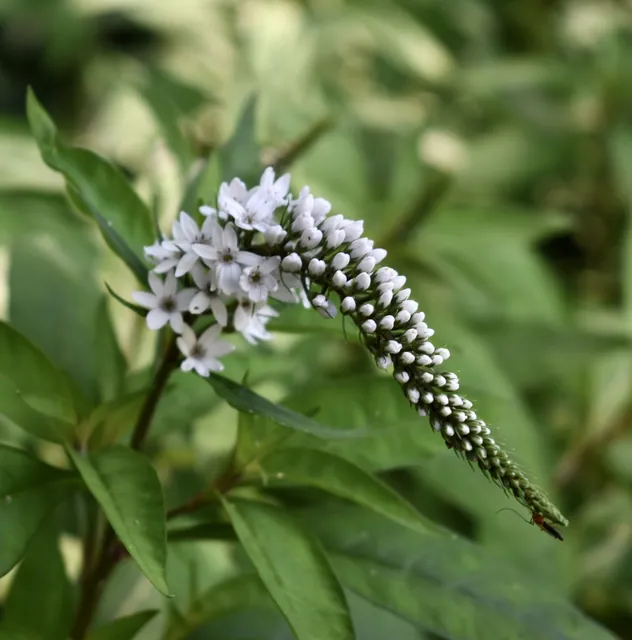 Lysimachia clethroides — floraison