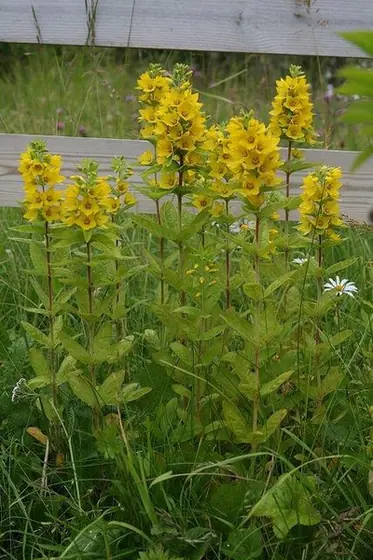 Lysimachia punctata — photographie botanique