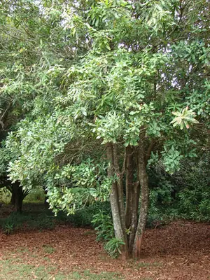 Macadamia integrifolia — port de la plante