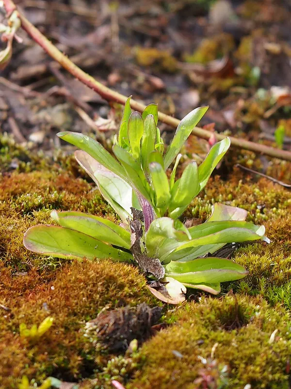 Mâche — Valerianella locusta