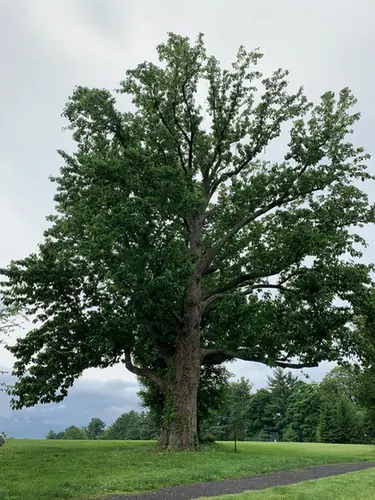 Magnolia acuminata — port de la plante