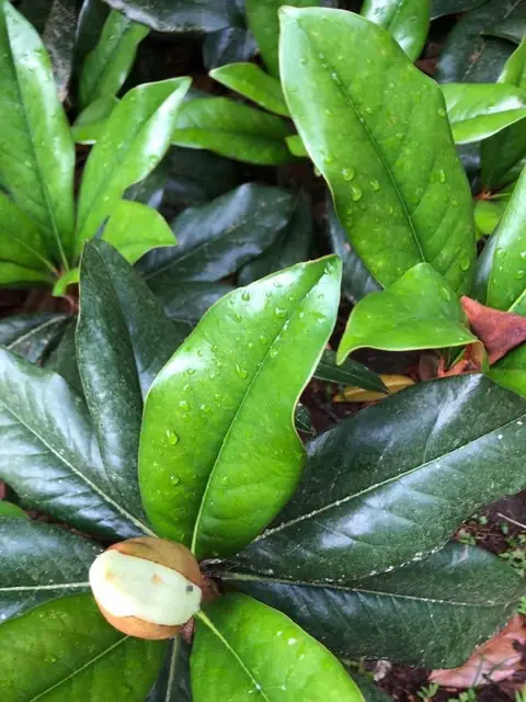 Magnolia grandiflora — floraison