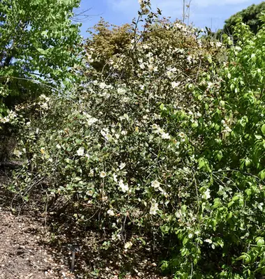 Magnolia laevifolia — port de la plante