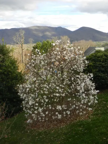 Magnolia stellata — port de la plante