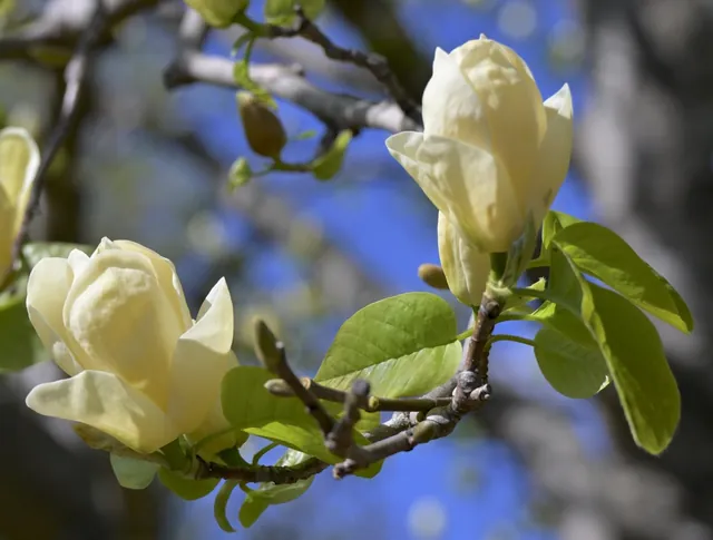 Magnolia × brooklynensis — floraison