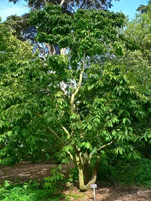 Magnolia zenii — port de la plante